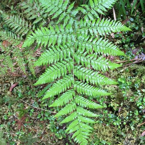 Lophosoria quadripinnata Fuelha