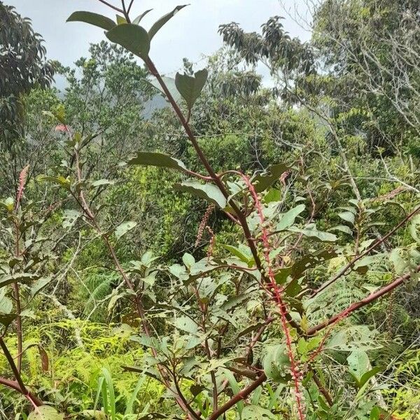 Phytolacca rivinoides (Venezuelan pokeweed)