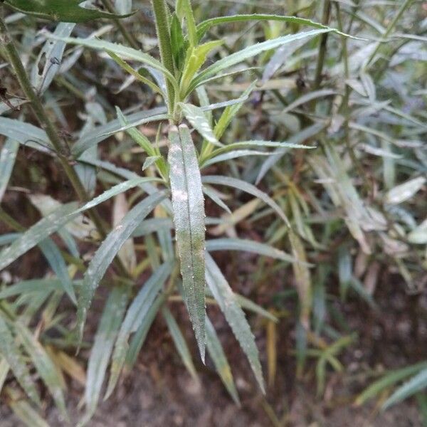 Angelonia biflora Leht