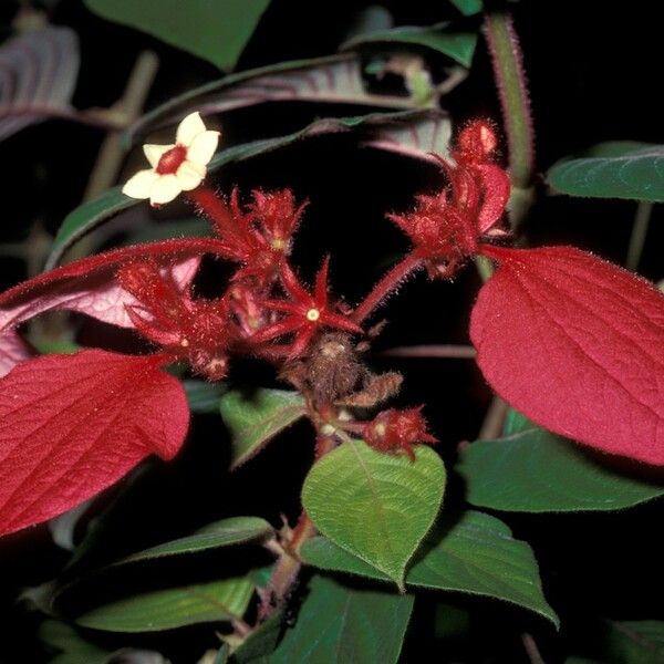 Mussaenda erythrophylla Квітка