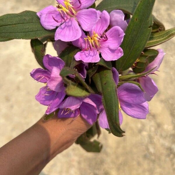 Melastoma malabathricum Fleur