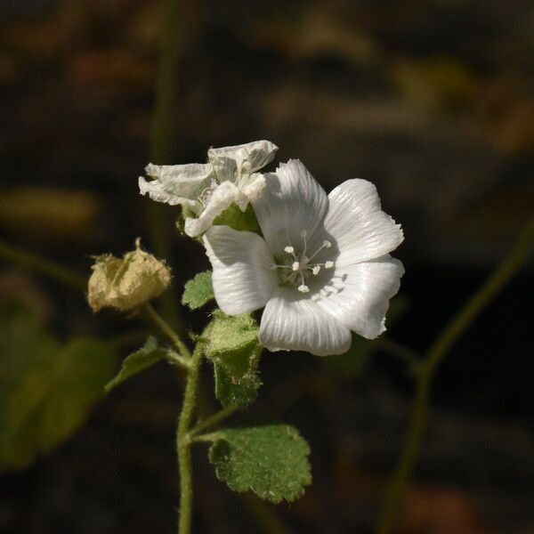 Malva hispanica Flor