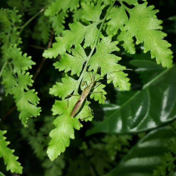 Microlepia speluncae Leaf