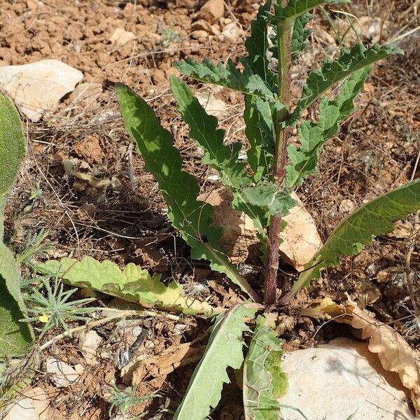 Verbascum blattaria برگ