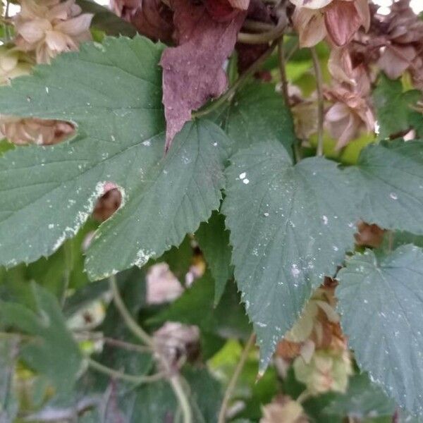 Humulus lupulus Leaf