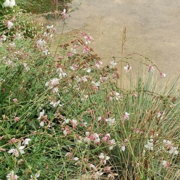 Oenothera gaura Blomst