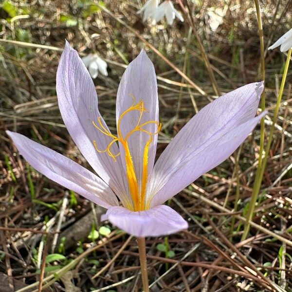 Crocus autumnalis Floare