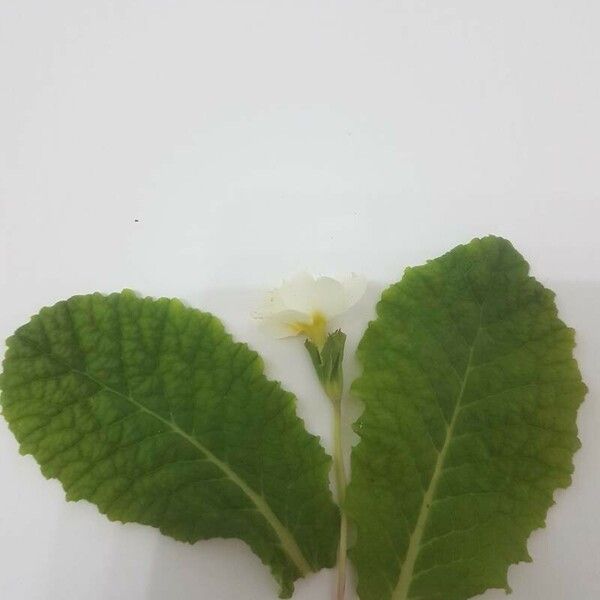 Primula acaulis Leaf