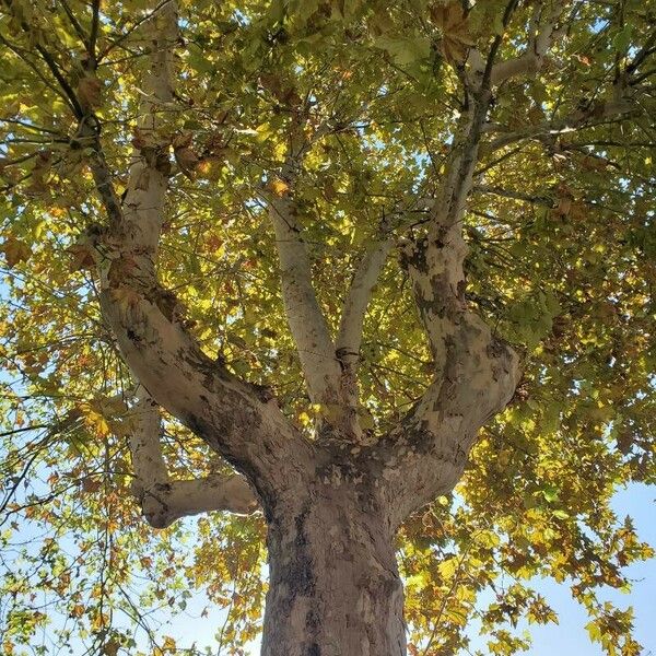 Platanus orientalis Habit