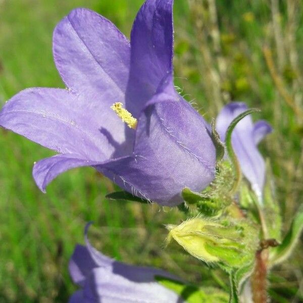 Campanula speciosa ফুল