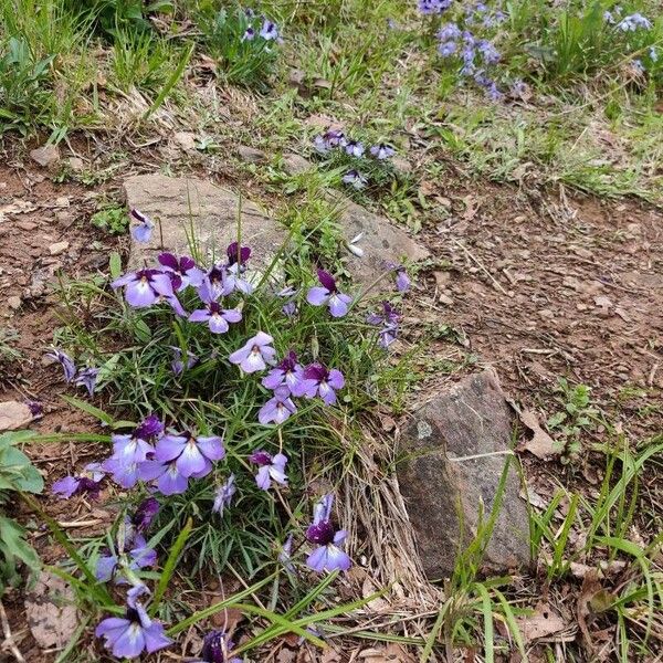 Viola pedata Flower