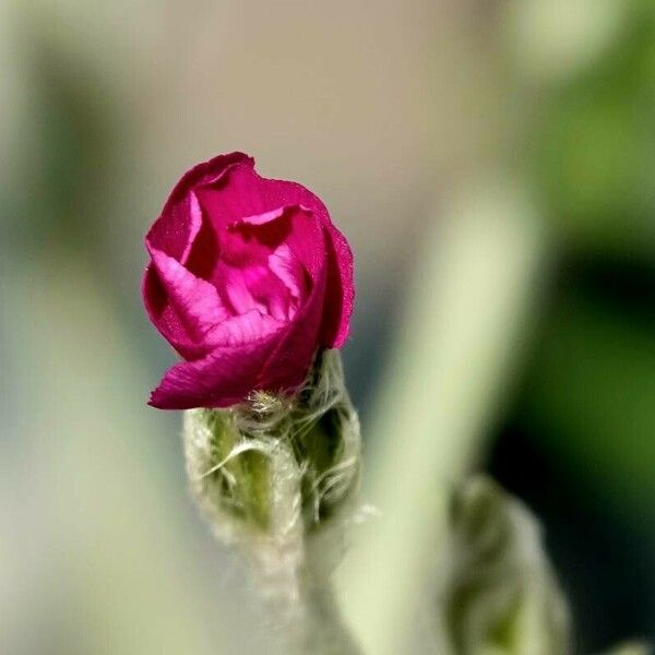 Silene coronaria Floro