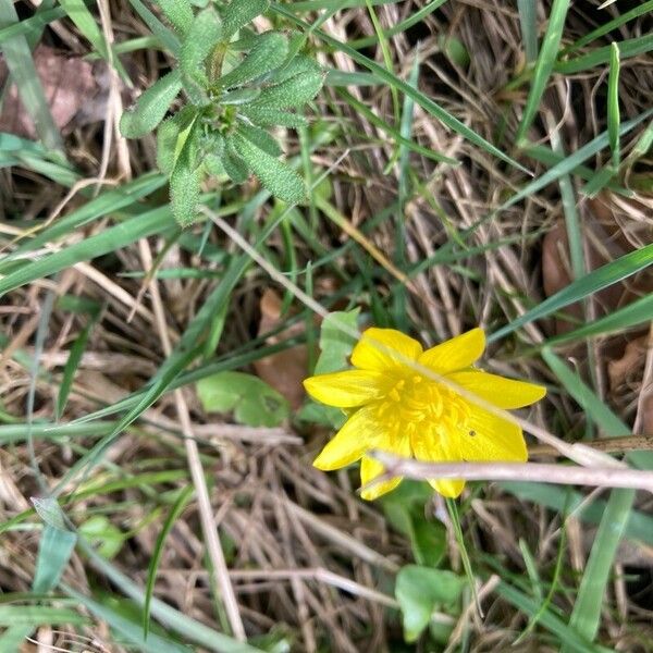 Ranunculus bullatus Flower