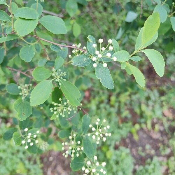 Spiraea trilobata Liść