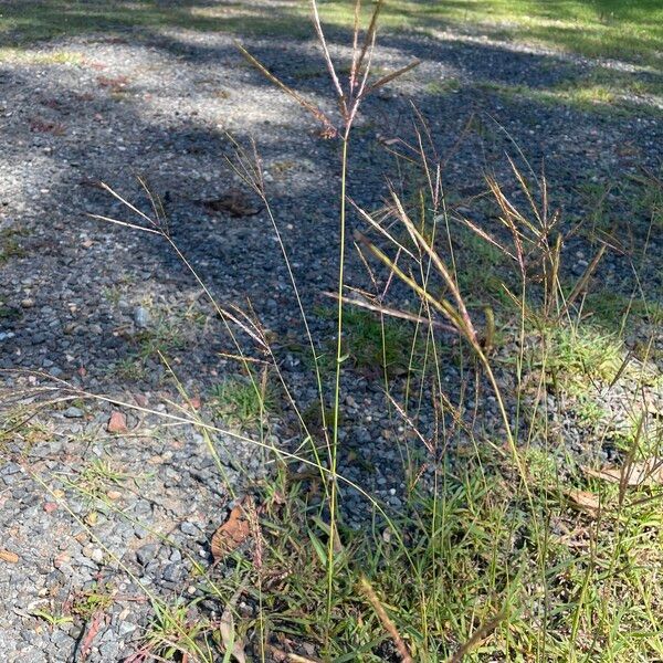 Bothriochloa bladhii Habit