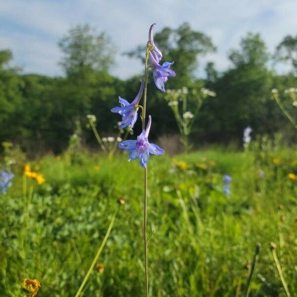 Delphinium carolinianum Цветок