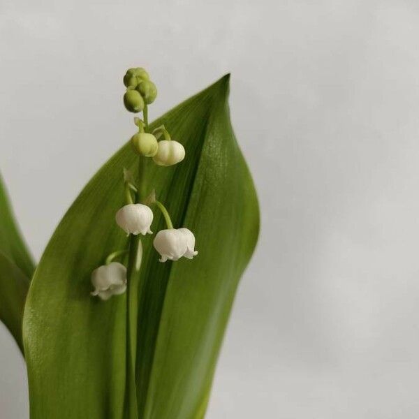 Convallaria majalis Floro