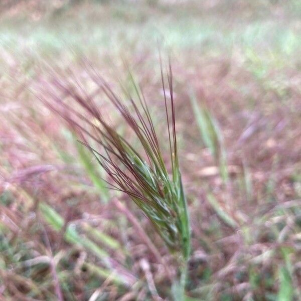 Bromus rubens 果