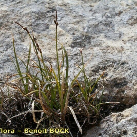 Carex rupestris Plante entière