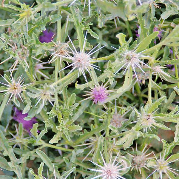 Centaurea pungens Feuille