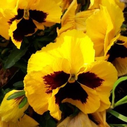 Viola tricolor Flower