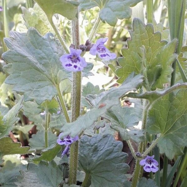 Glechoma hederacea Flower