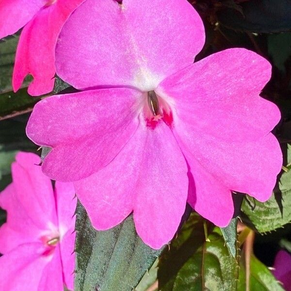 Impatiens walleriana 花