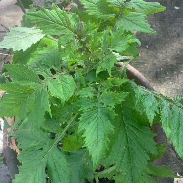 Erechtites valerianifolius Leaf