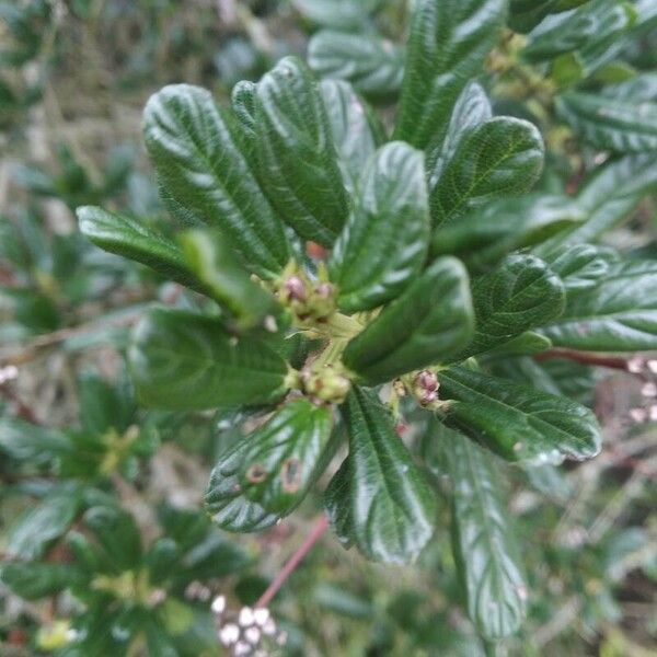 Ceanothus thyrsiflorus Feuille