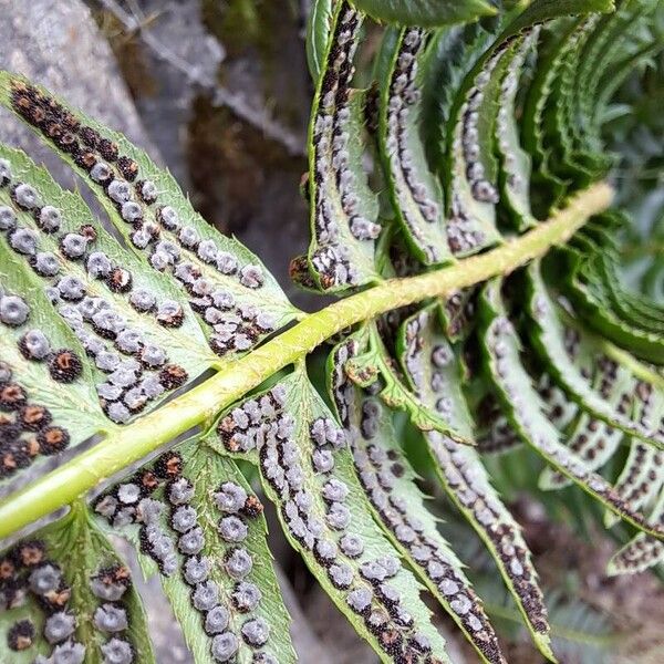 Polystichum lonchitis Ffrwyth