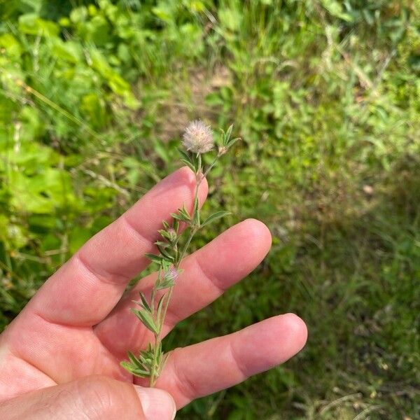 Trifolium arvense ᱵᱟᱦᱟ