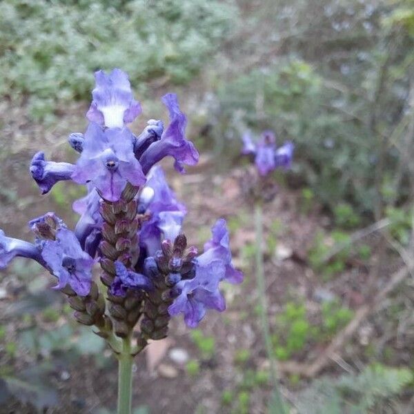 Lavandula canariensis Blodyn