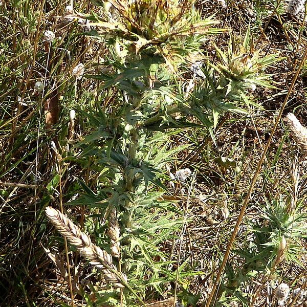 Carthamus lanatus Habit