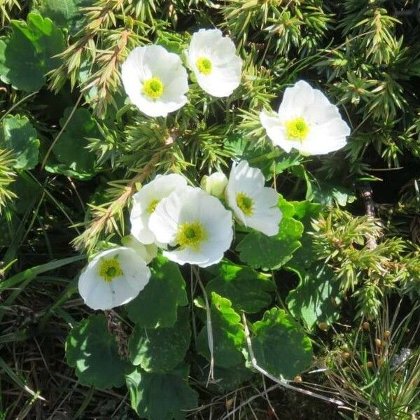 Ranunculus crenatus Blüte