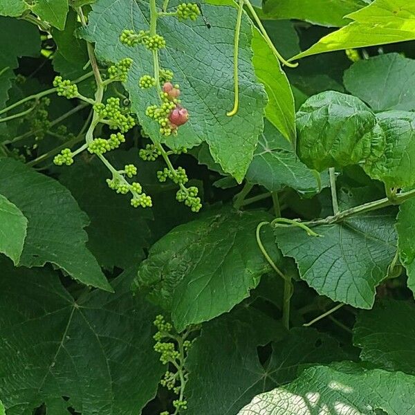 Vitis girdiana Fruit