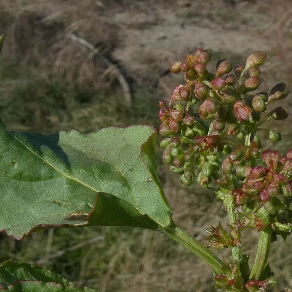 Rumex spinosus Цвят