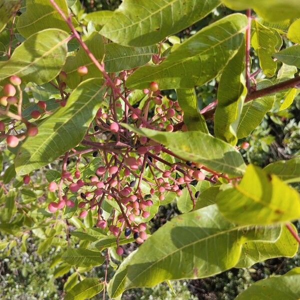 Pistacia terebinthus Φύλλο