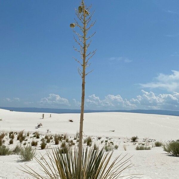 Yucca elata Floare