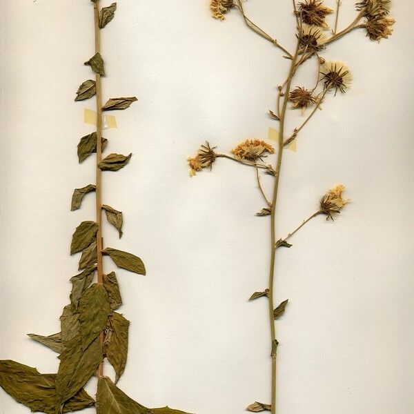 Crepis occidentalis Celota