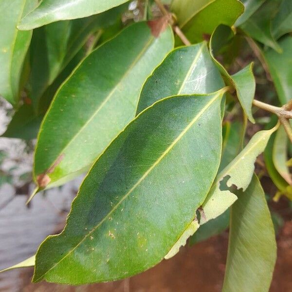 Syzygium guineense Φύλλο