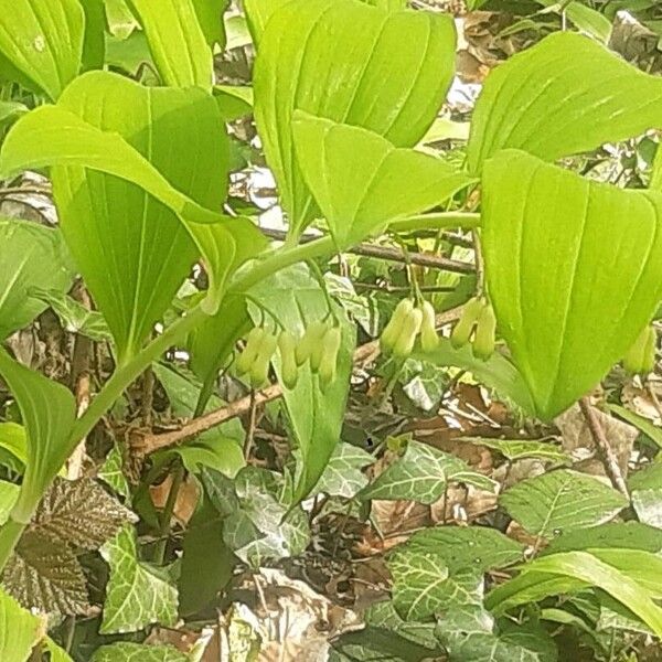 Polygonatum multiflorum Žiedas