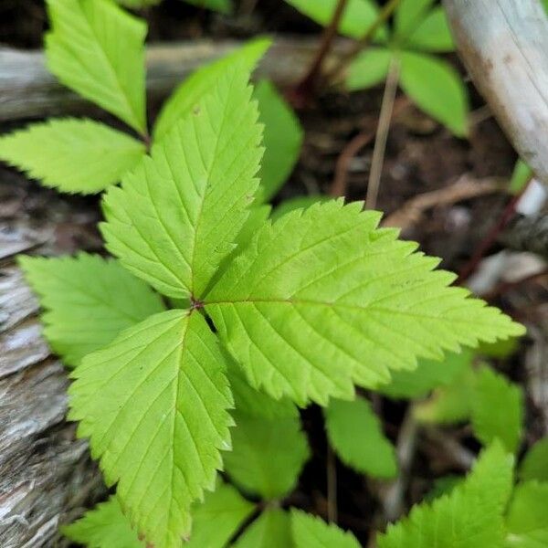 Rubus pubescens Hoja