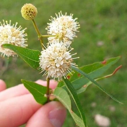 Cephalanthus occidentalis Flower