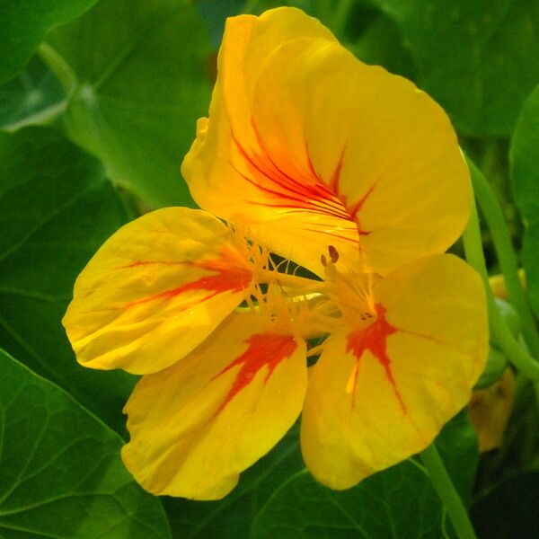 Tropaeolum majus Fleur