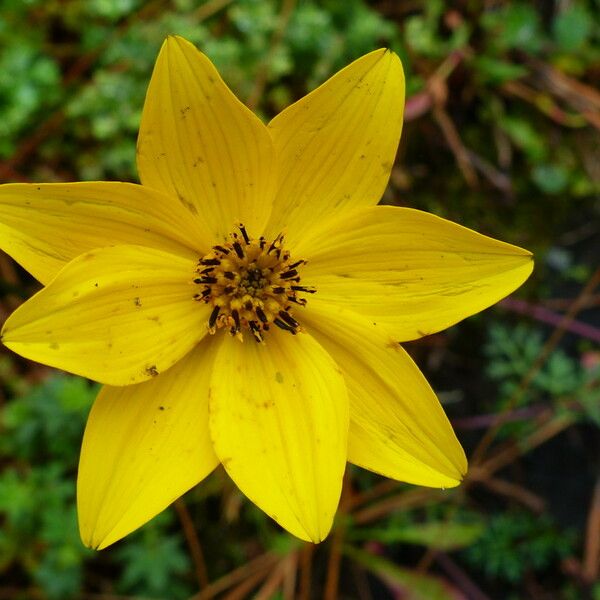 Bidens ferulifolia 花