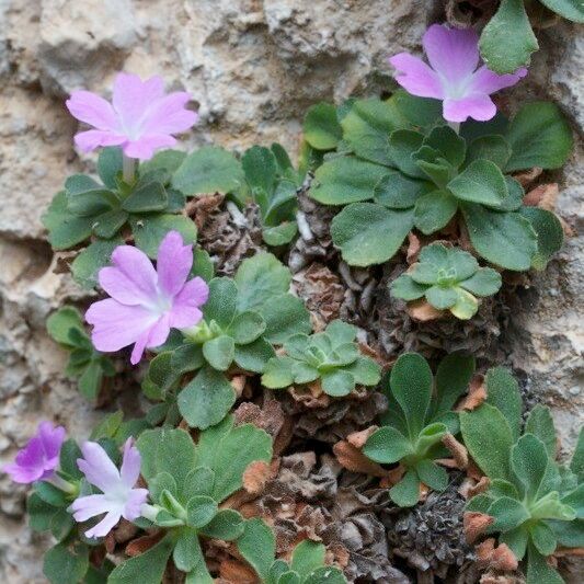 Primula allionii Συνήθη χαρακτηριστικά