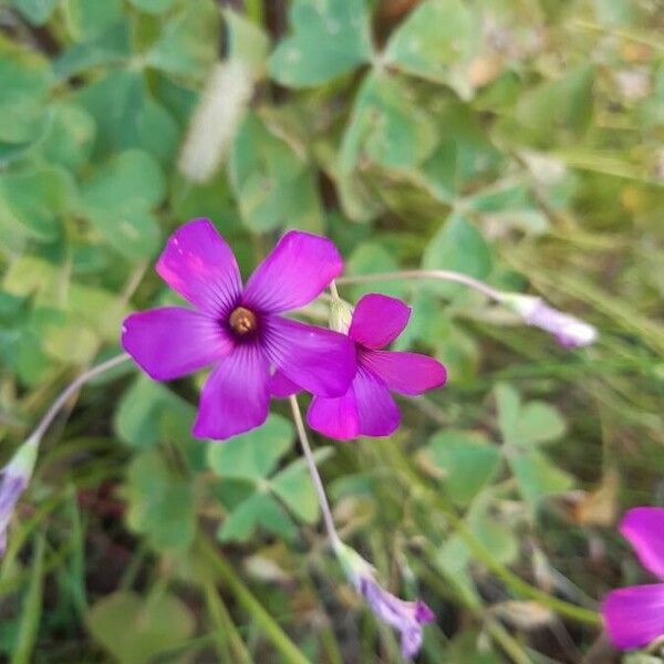 Oxalis articulata Flower