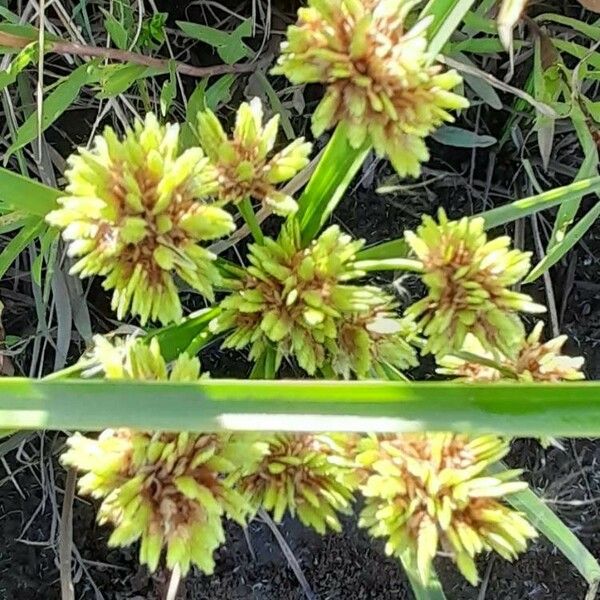 Cyperus eragrostis Kukka