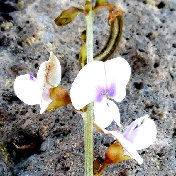 Tephrosia noctiflora Flower