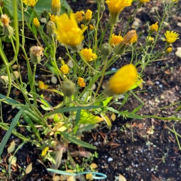 Crepis tectorum फूल